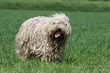 KOMONDOR 040